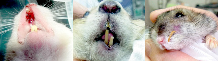 ウサギとげっ歯類の歯科疾患の基礎知識から治療法まで学べます