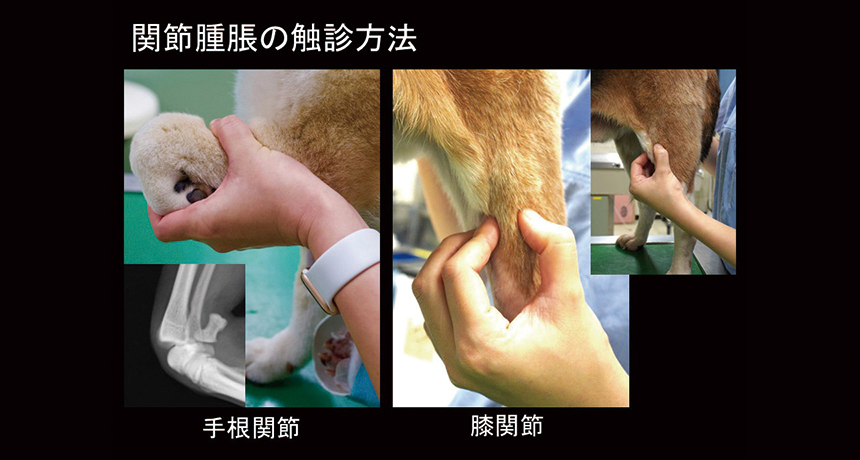 写真と動画の両方を用いて、わかりやすく解説します