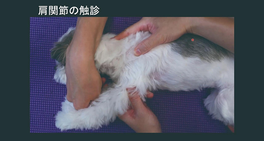 写真と動画の両方を用いて、わかりやすく解説します