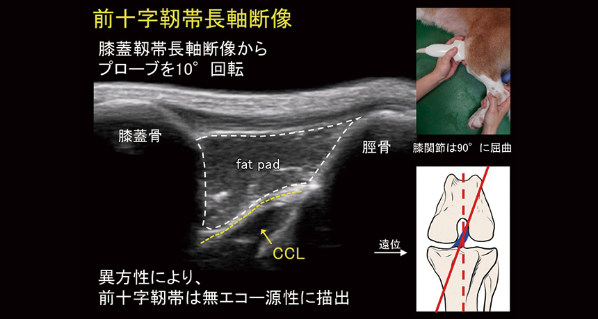 重要度の高い関節疾患を中心に学べます