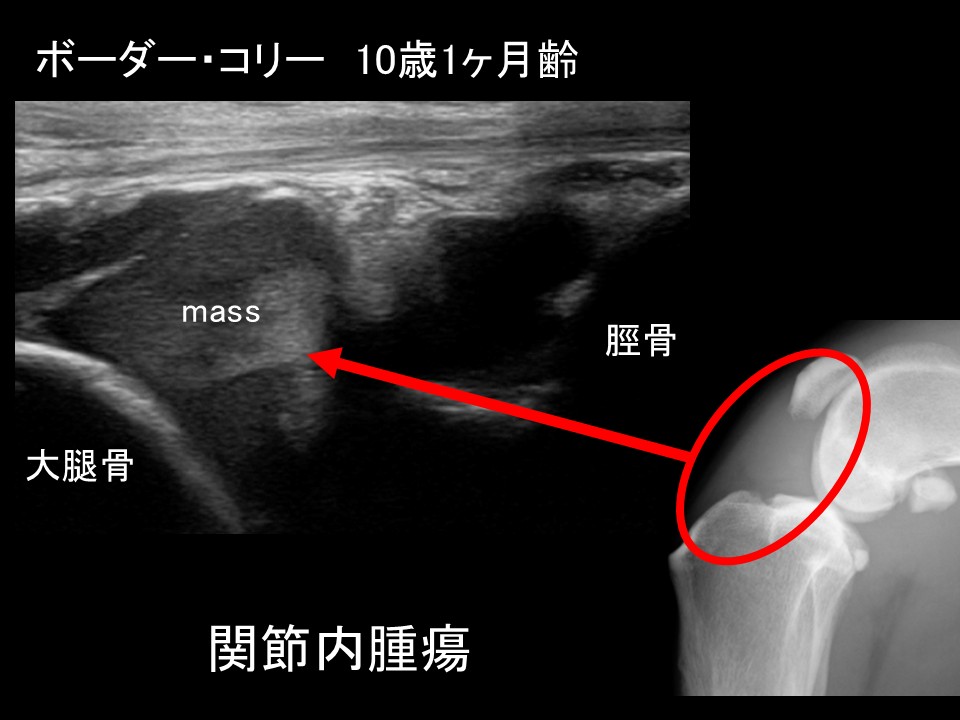 「今ある設備だけ」でＸ線で見えなかった運動器の異常を可視化しませんか？