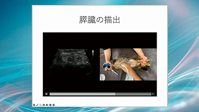 各臓器の解剖と描出方法、チェックポイントを紐付けて学べます