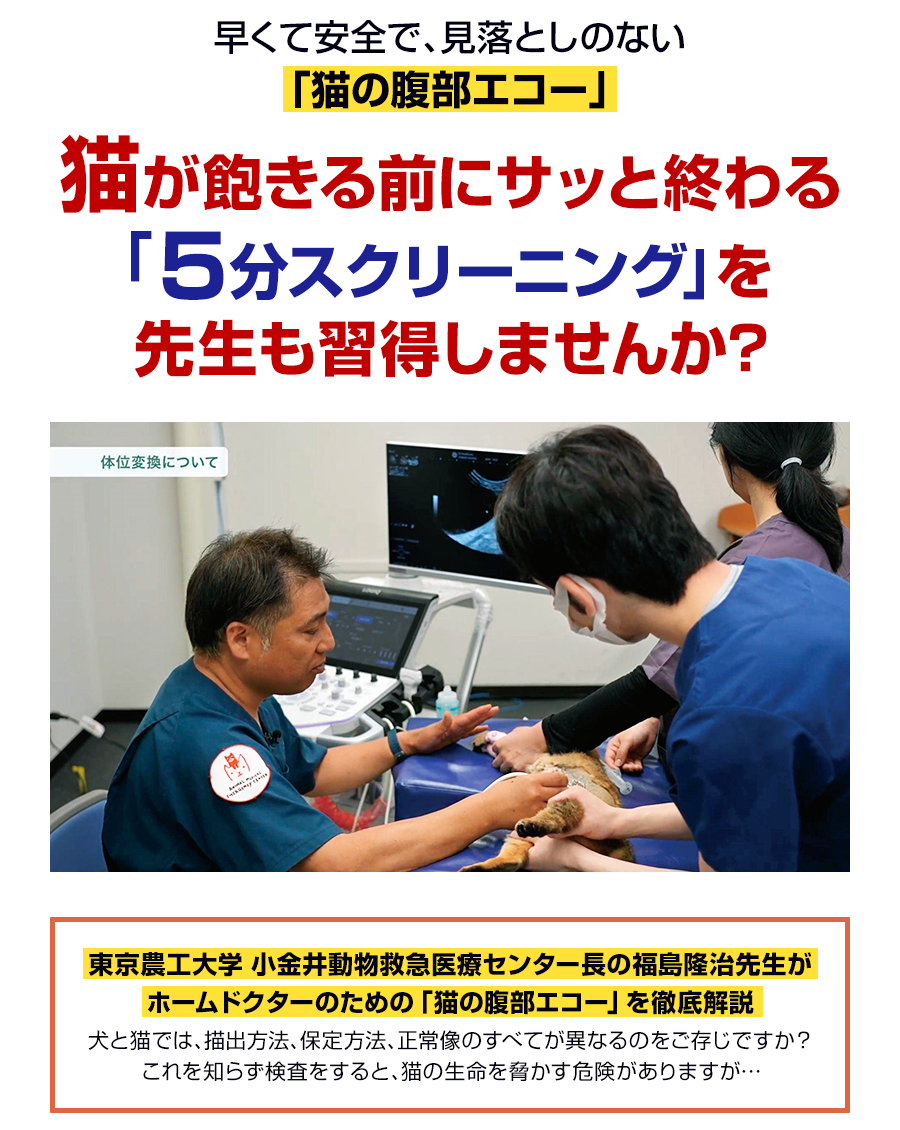 早くて安全で、見落としのない「猫の腹部エコー」猫が飽きる前にサッと終わる「５分スクリーニング」を先生も習得しませんか？