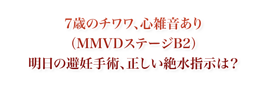 7歳のチワワ、心雑音あり（MMVDステージB2）明日の避妊手術、正しい絶水指示は？