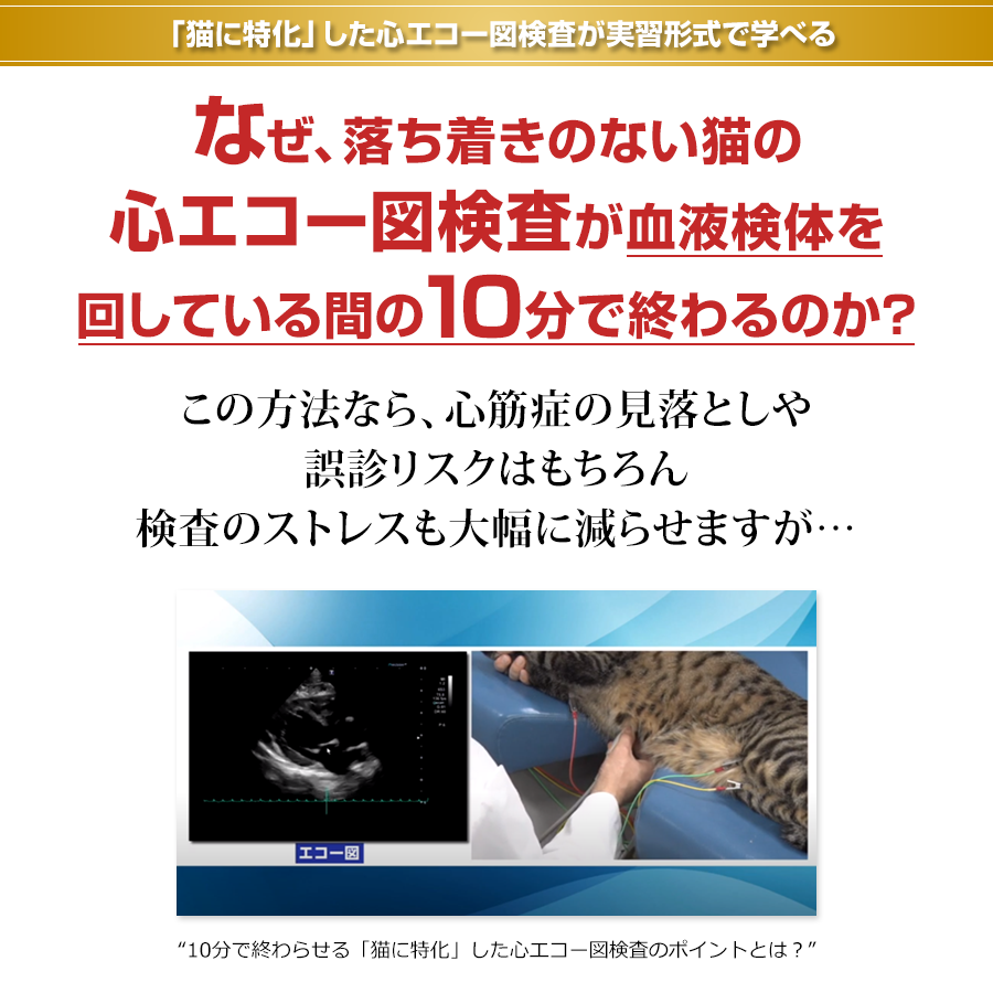 「猫に特化」した心エコー図検査が実習形式で学べる なぜ、落ち着きのない猫の心エコー図検査が血液検体を回している間の10分で終わるのか？この方法なら、心筋症の見落としや誤診リスクはもちろん検査のストレスも大幅に減らせますが…