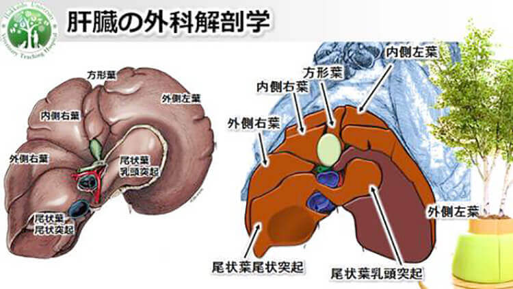 教科書でよく見かける肝臓の解剖図