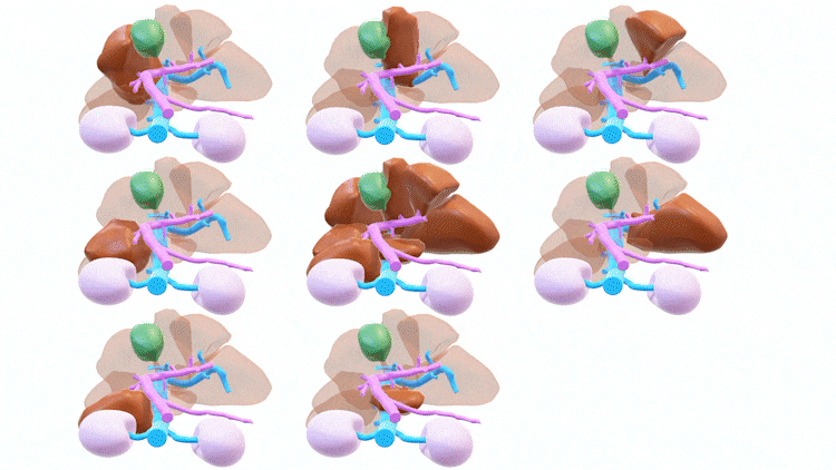 “3DCG画像で、肝臓の構造が大変わかりやすく学べます”