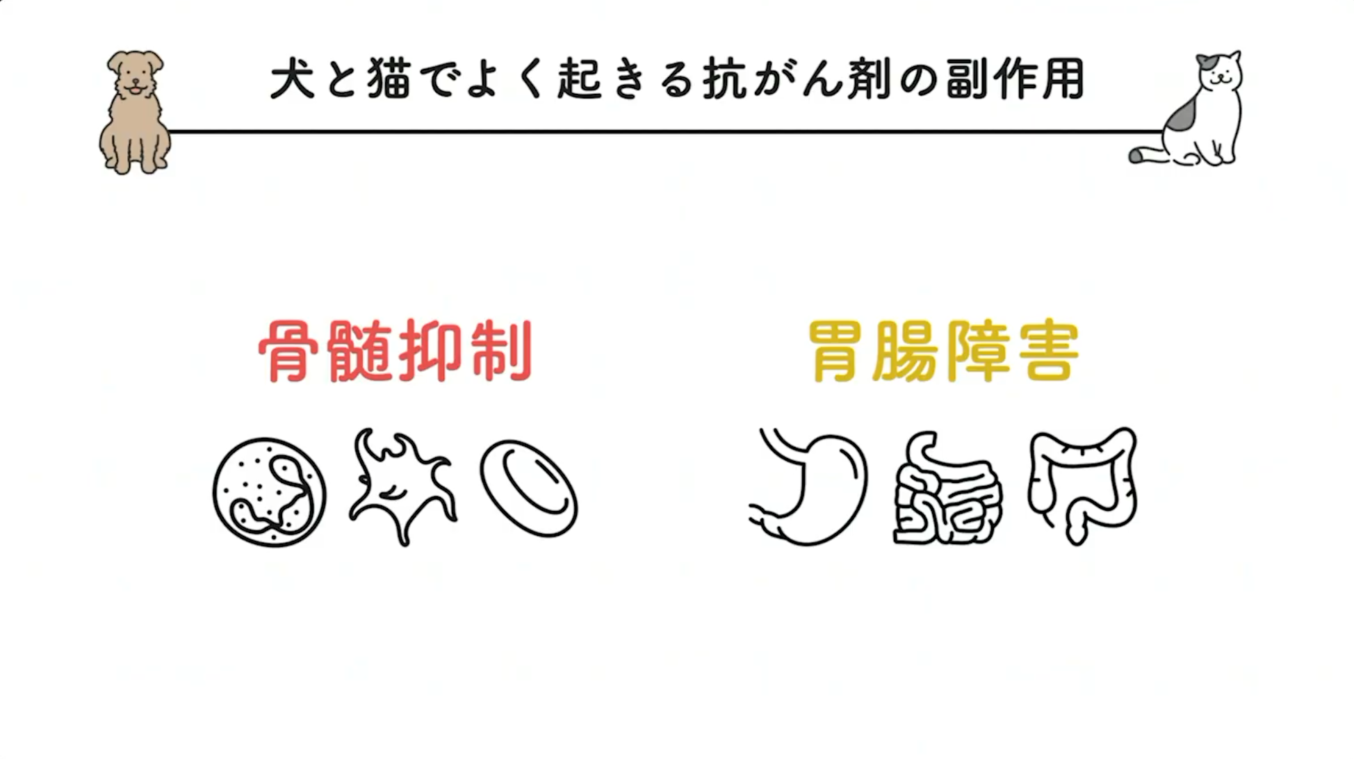 犬と猫でよく起きる抗がん剤の副作用