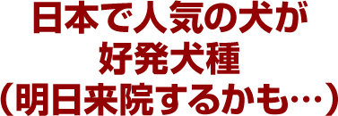 日本で人気の犬が好発犬種（明日来院するかも…）