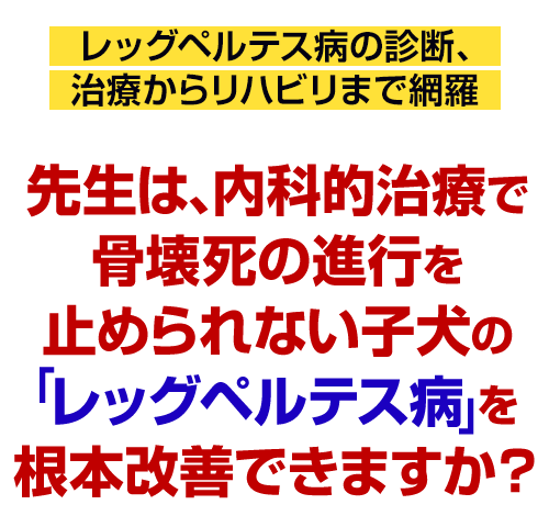 先生は、内科的治療で骨壊死の進行を止められない子犬の「レッグペルテス病」を根本改善できますか？