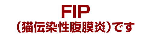 FIP（猫伝染性腹膜炎）です