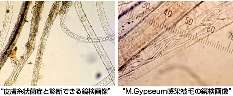 “皮膚糸状菌症と診断できる鏡検画像”“M.Gypseum感染被毛の鏡検画像”