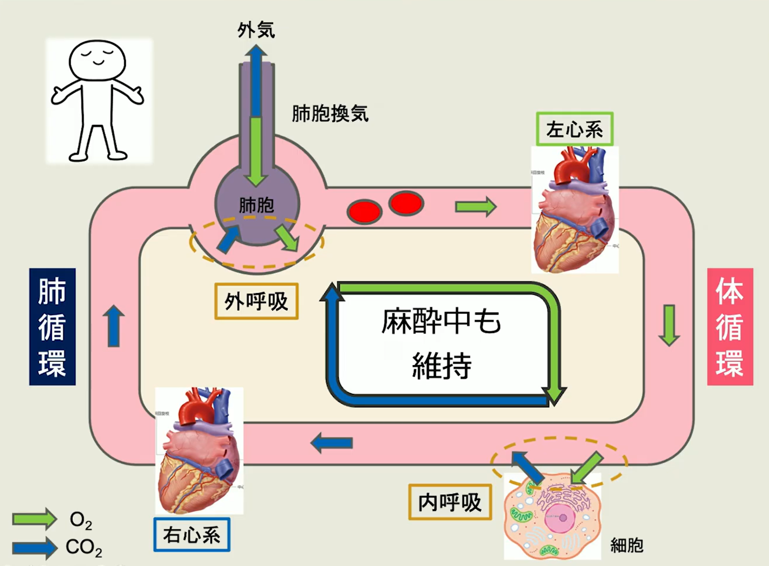 「麻酔の考え方」を知ることが、安全な麻酔管理の基本です
