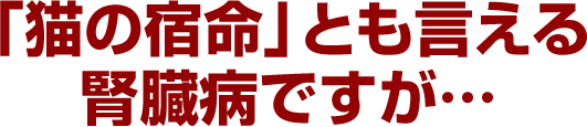 「猫の宿命」とも言える腎臓病ですが…