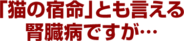 「猫の宿命」とも言える腎臓病ですが…