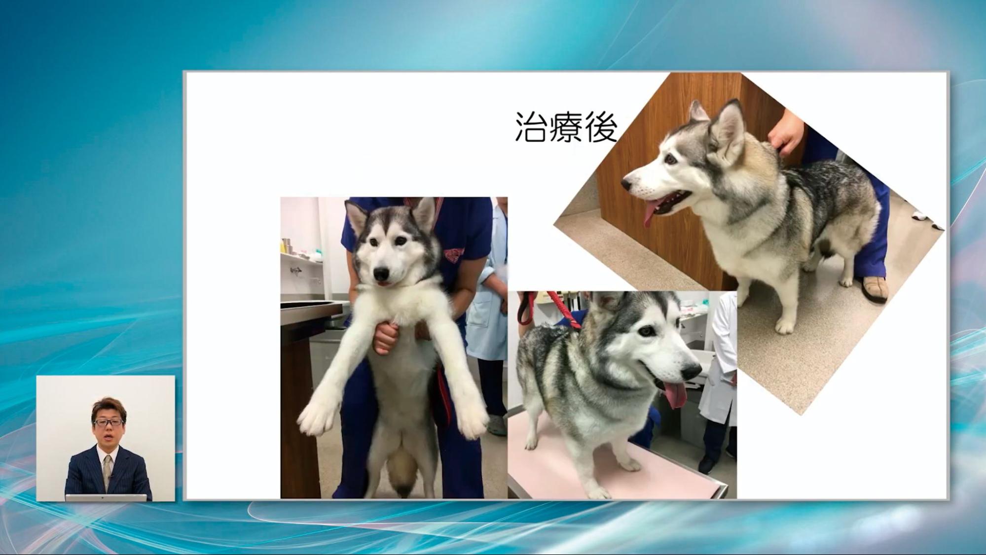 ビフォーアフターで、毛艶だけでなく表情も大きく変わります