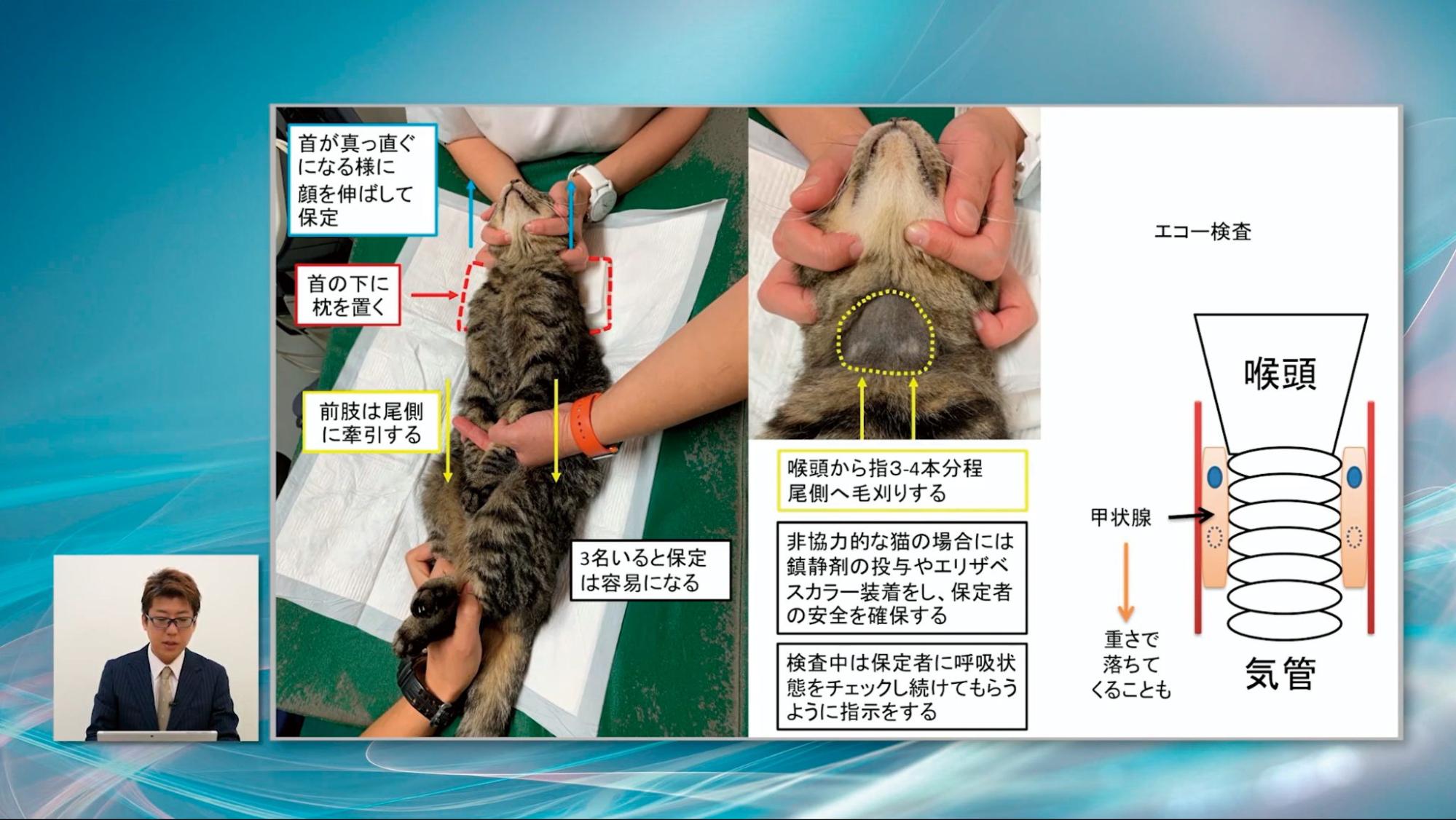 本教材ひとつで、犬と猫の両方の甲状腺疾患に対応できます