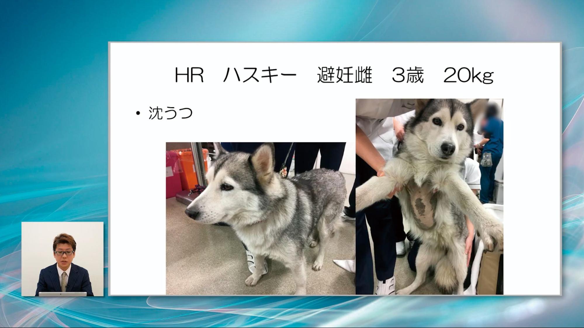 HR ハスキー 避妊雌 3歳 20kg ・没うつ