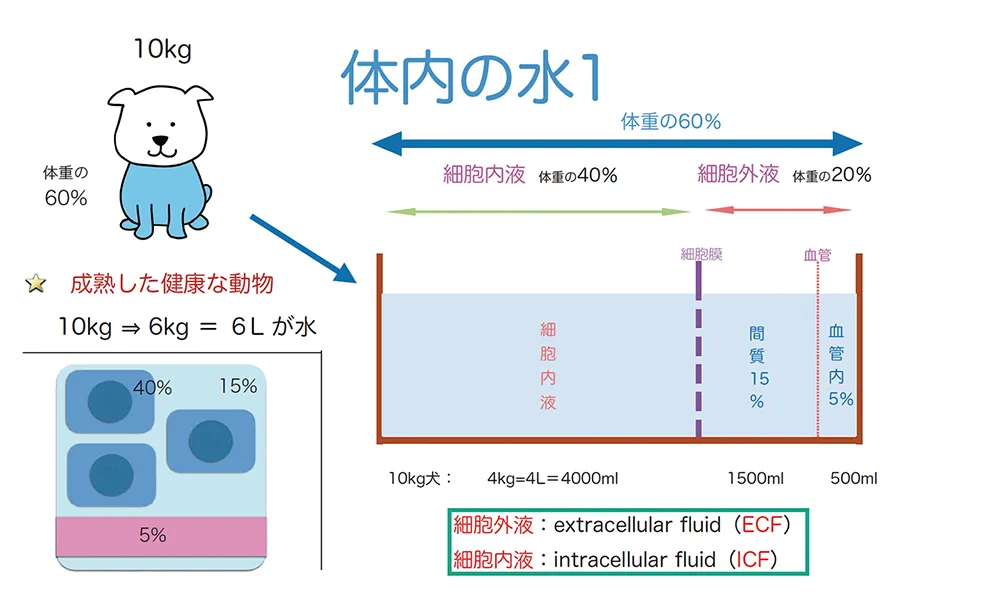 臨床現場で差がつく！病態からみる輸液療法 | 株式会社 医療情報研究所