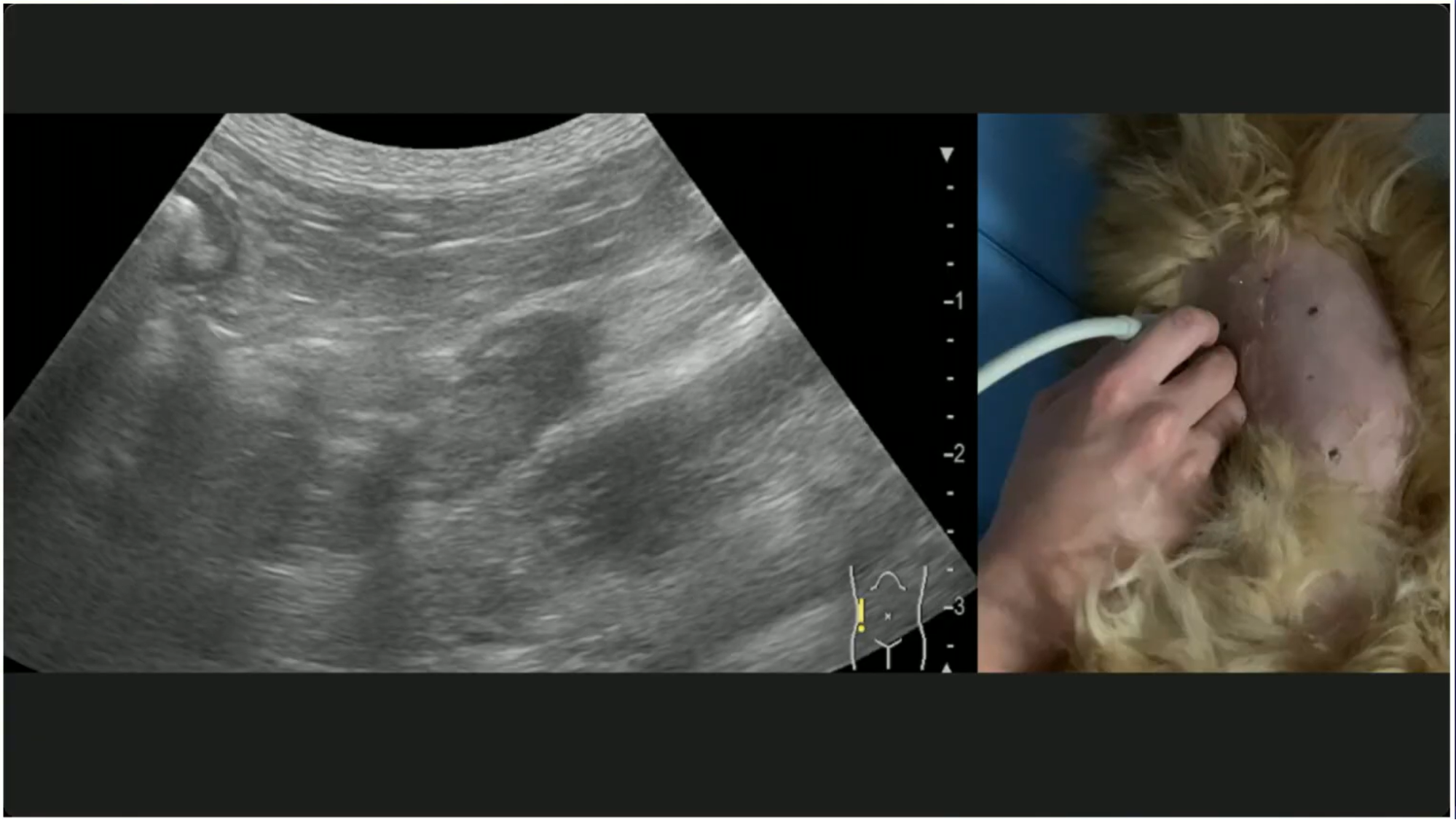 描出方法から評価のポイントまで、わかりやすく学べます