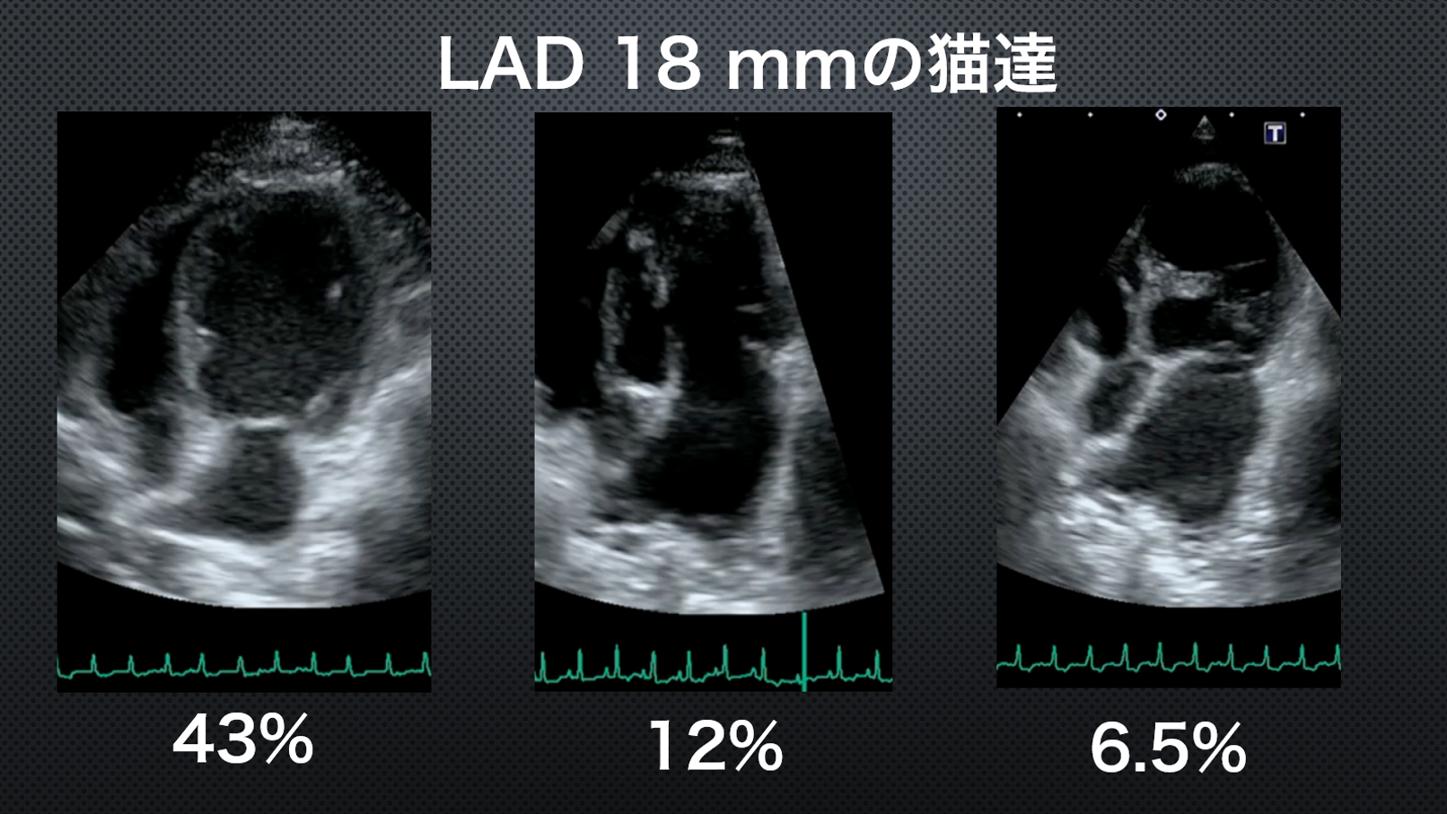 LAD18mmの猫達