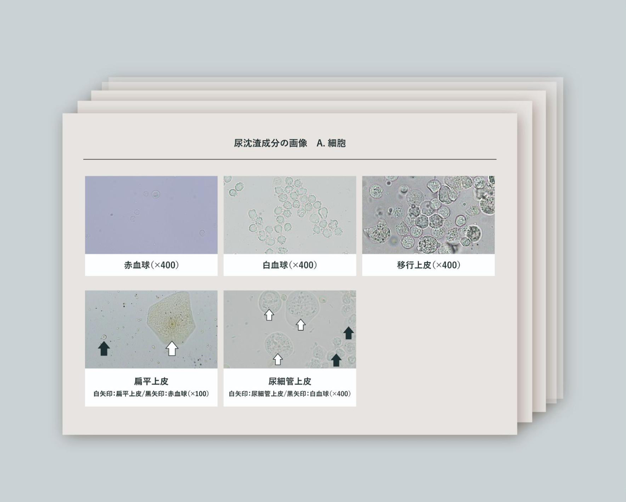 「教材本編」のレジュメ資料はプレゼントします