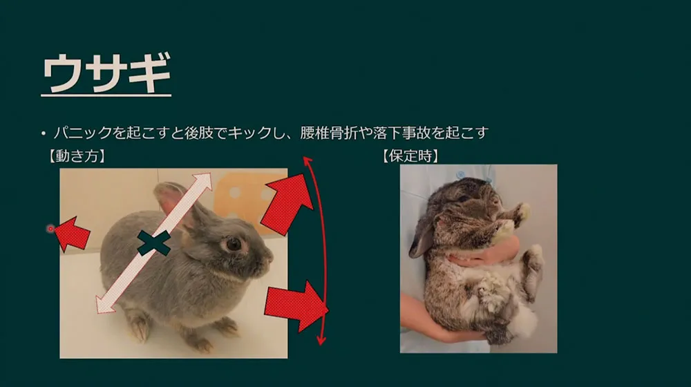 さまざまなハンドリング・保定の方法をご紹介します