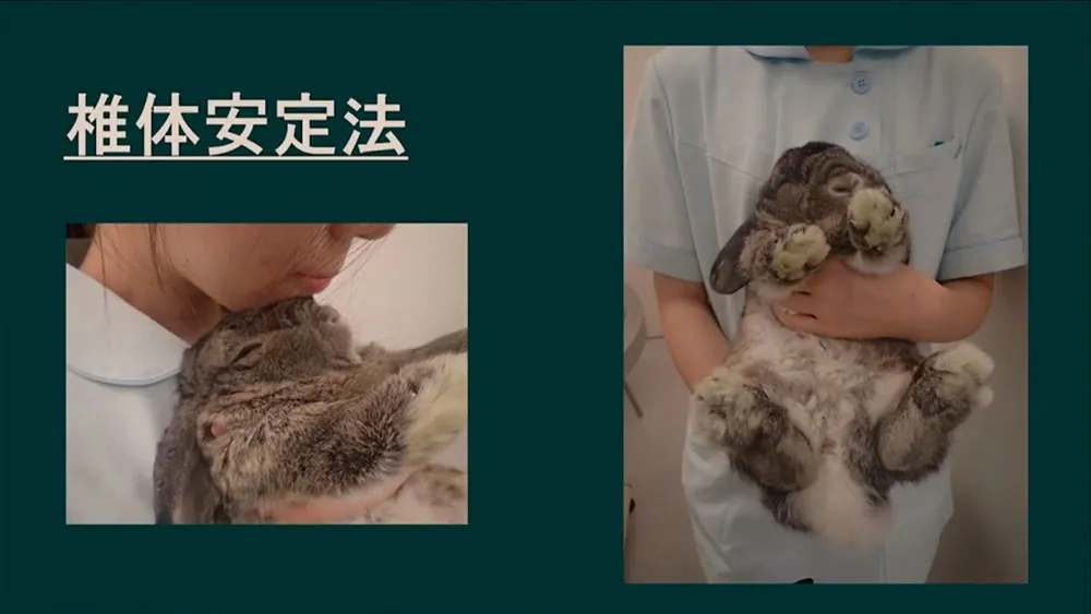 さまざまなハンドリング・保定の方法をご紹介します