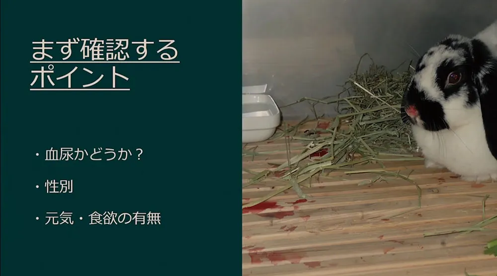 「赤い尿」は、まず血尿かどうかの確認が重要です