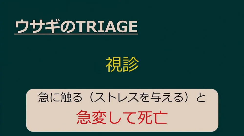 ウサギのTRIAGE診断 急に触る（ストレスを与える）と急変して死亡