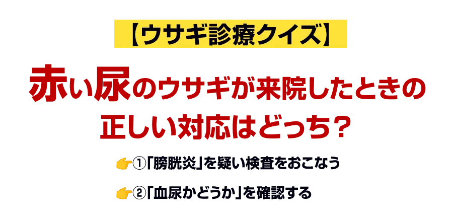 赤い尿のウサギが来院したときの正しい対応はどっち？