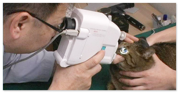 日本獣医臨床眼科研究会の副会長を務める「Dr.西」が、すぐに使える犬、猫における検査、診断法を実演形式でわかりやすく解説！