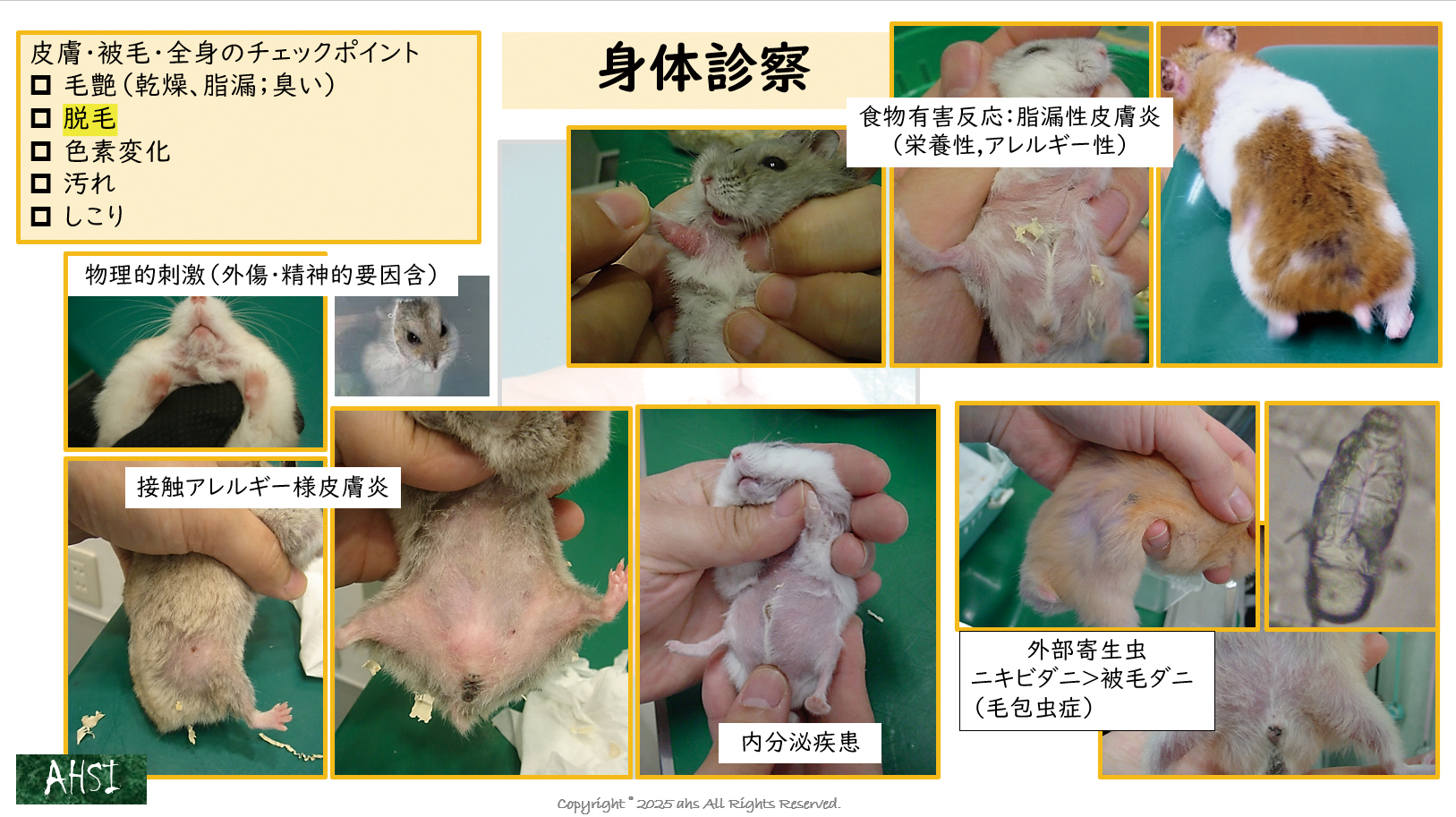 「口はここを診る」「眼はここを診る」など、ひとつひとつの説明が、一次診療の現場で迷いがちなポイントを的確に突いていきます。