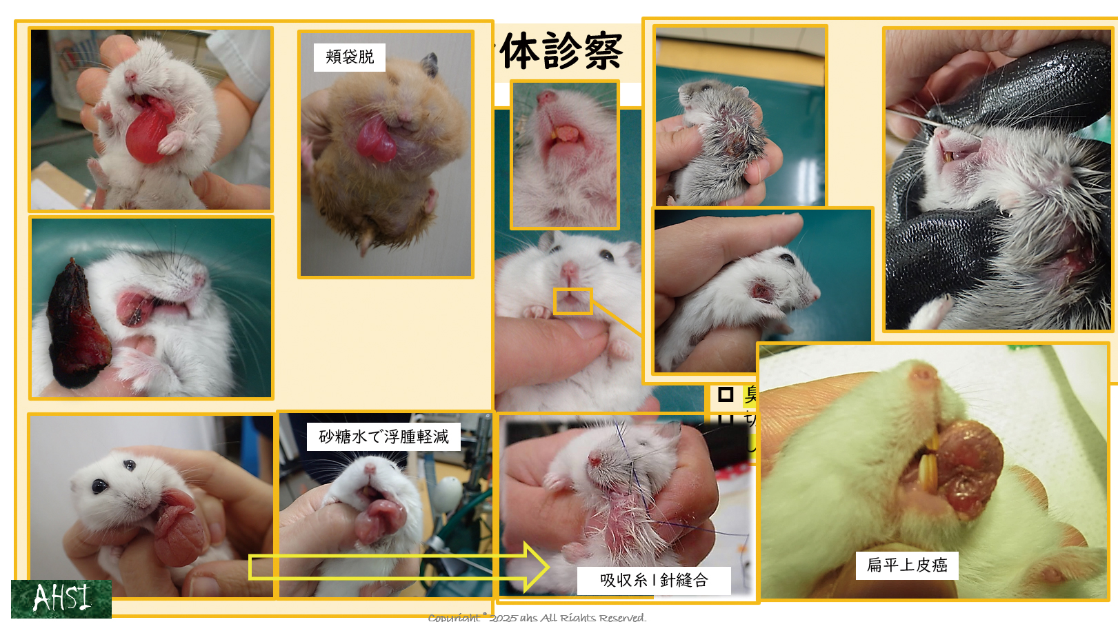 「口はここを診る」「眼はここを診る」など、ひとつひとつの説明が、一次診療の現場で迷いがちなポイントを的確に突いていきます。