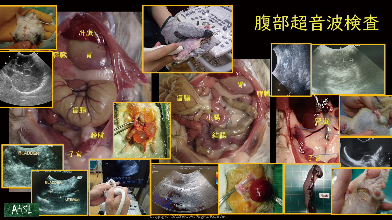 カラーアトラス級のビジュアルで、現場の再現性を高めます