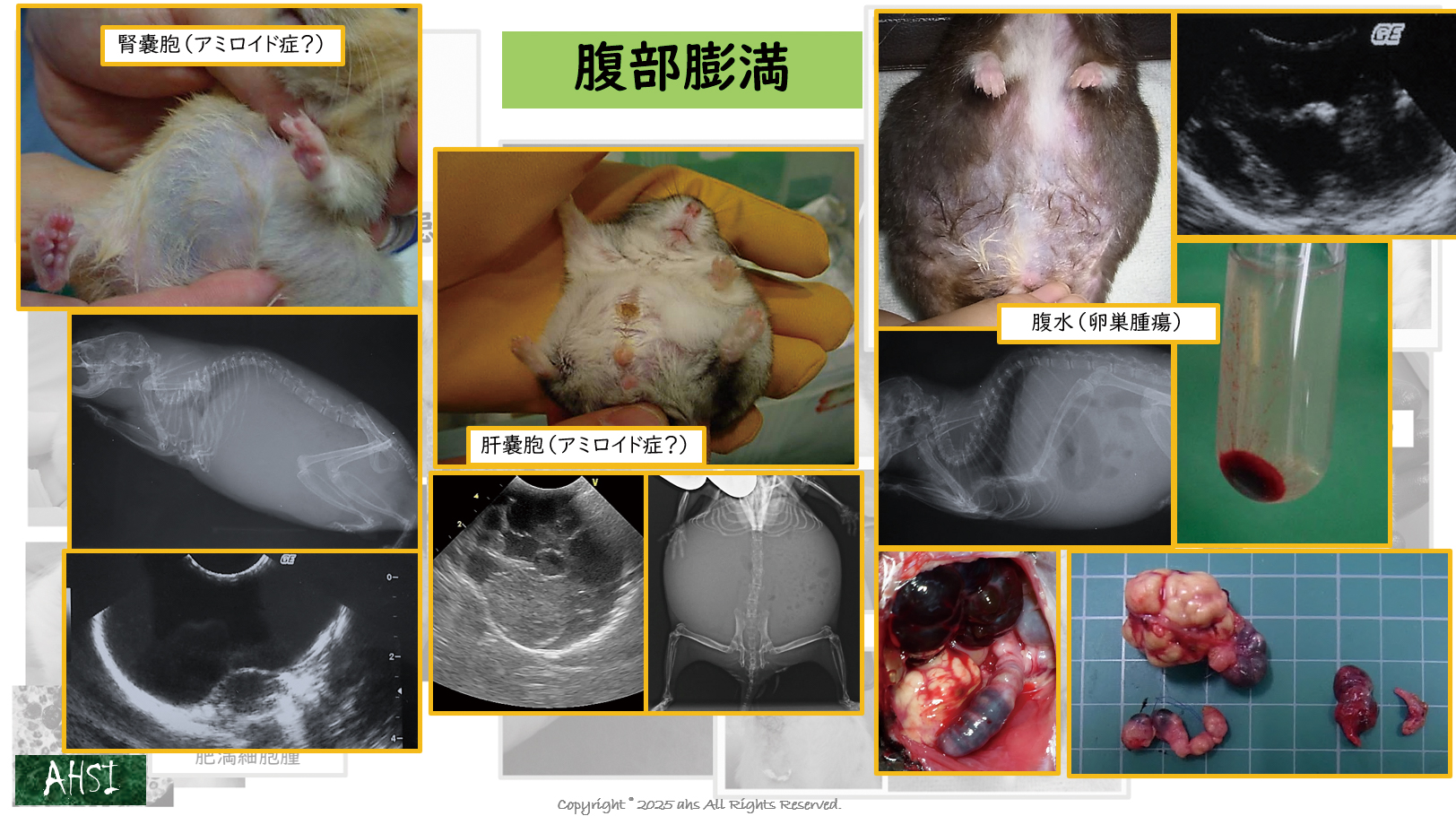 初手で信頼を得る獣医師と失う獣医師の分かれ道とは？