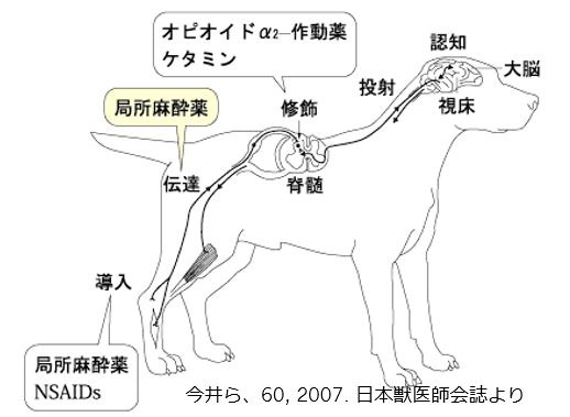 作用時間、作用機序の異なる鎮痛薬を組み合わせて使用します