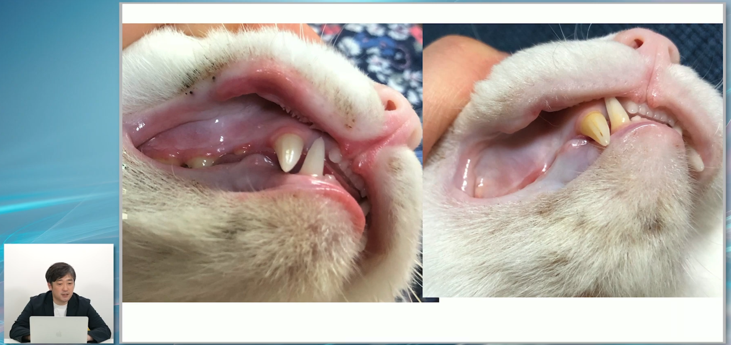 猫の皮膚科診療は、たくさんの症例を知っておくことが重要です