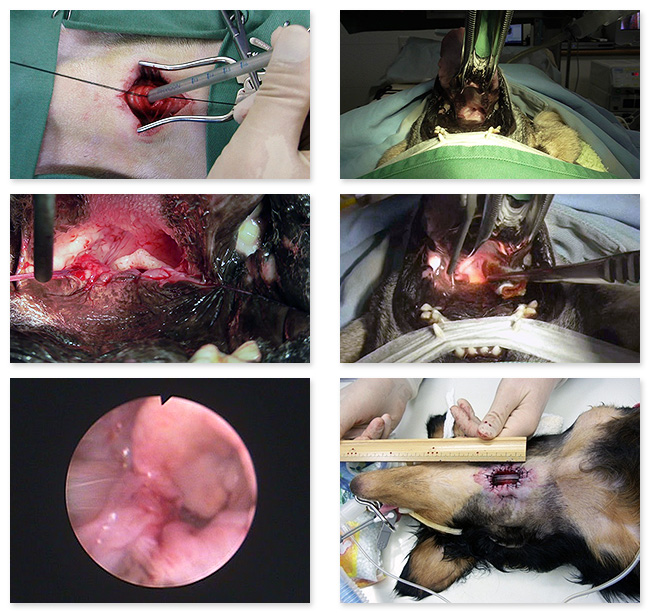 手術動画や画像を見ながら、具体的な外科技術を学べます