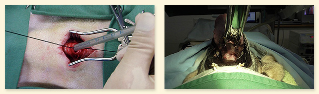 手術動画や画像を見ながら、具体的な外科技術を学べます