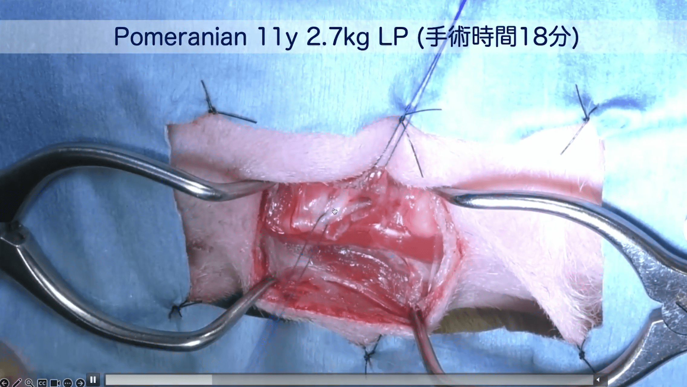 Pomeranian 11y 2.7kg LP