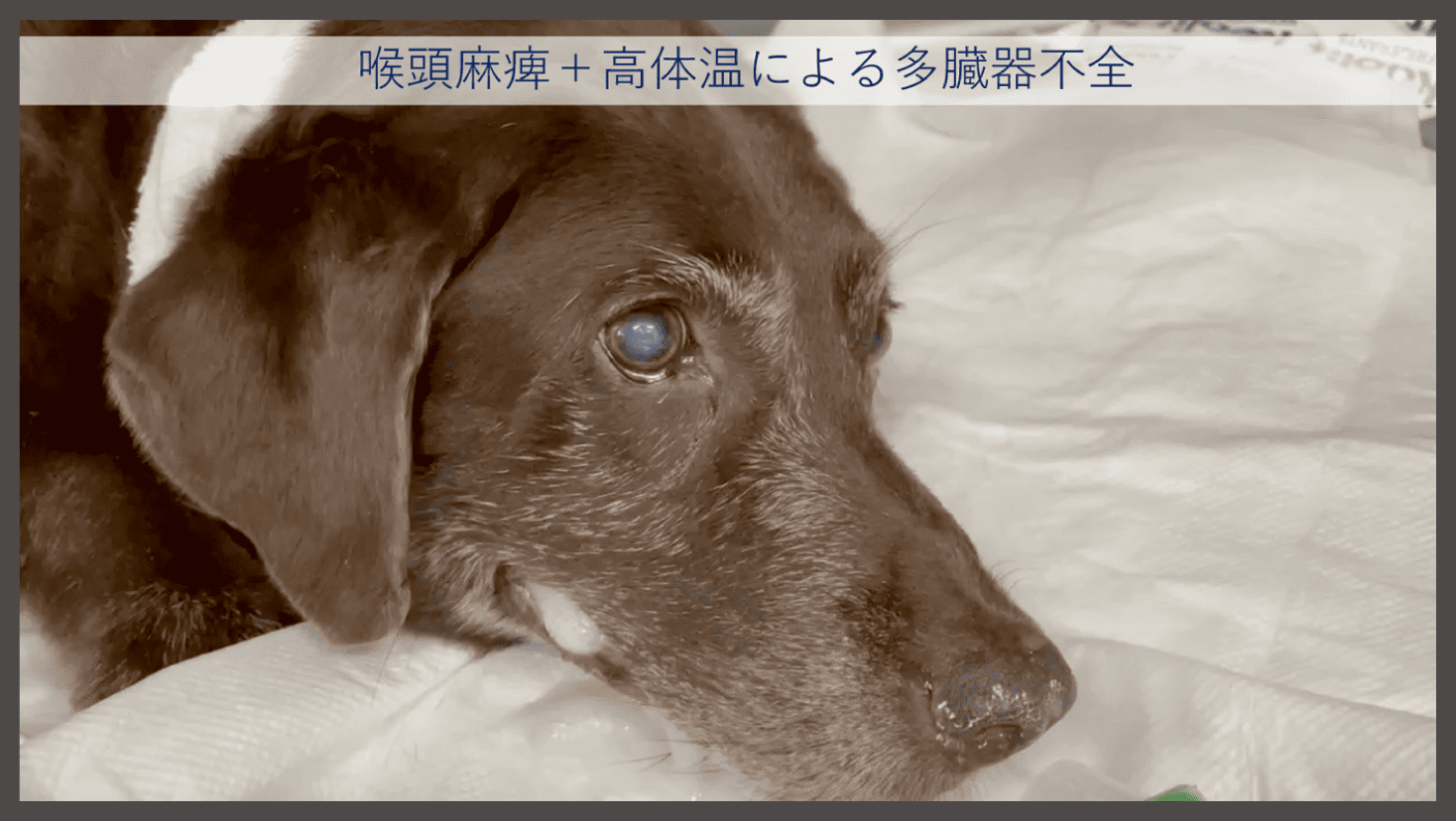 喉頭麻酔+高体温による多臓器不全