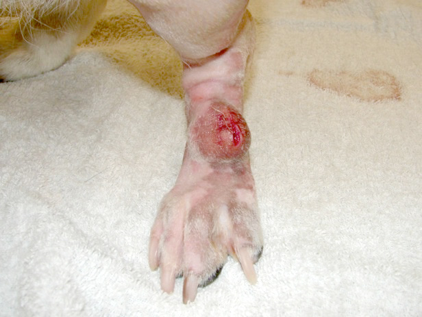 犬の血管周皮腫症例