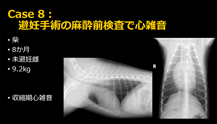 Case 8 ：避妊手術の麻酔前検査で心雑音(柴犬・8か月・未避妊メス・9.2kg)