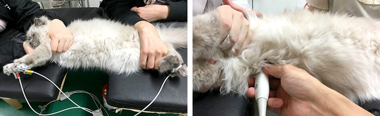 猫の心エコー図検査や心電図について明日から使えるテクニックが学べます