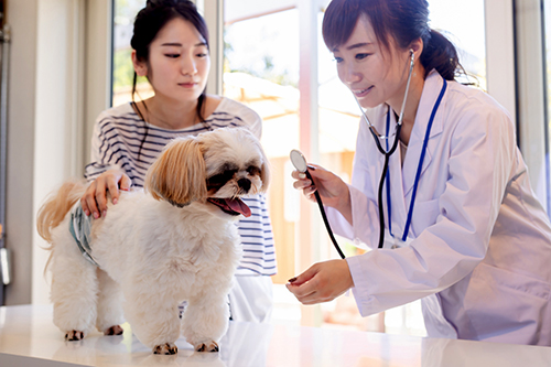 犬猫の心疾患の病態や重症度評価に必要な情報を得る