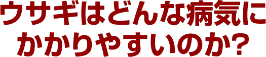 ウサギはどんな病気にかかりやすいのか？