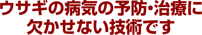 ウサギの病気の予防・治療に欠かせない技術です