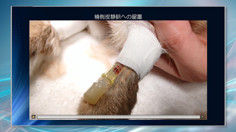 この方法なら、ウサギの麻酔も怖くありません