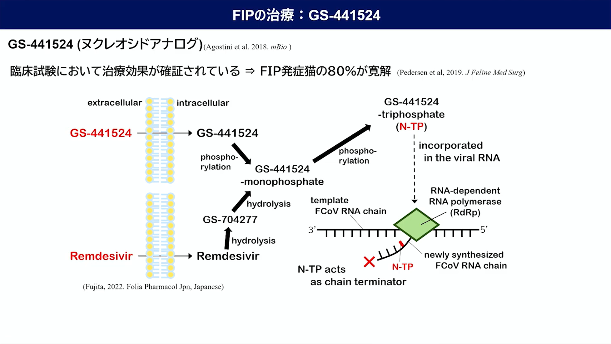 FIPの治療：GS-441524